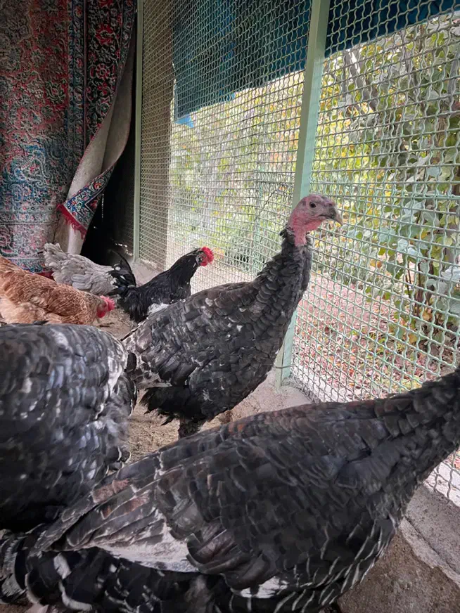 بوقلمون|حیوانات مزرعه|مبارکه, |دیوار