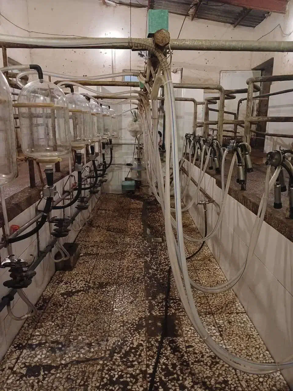 نیازمند کارگر گاوداری|استخدام صنعتی، فنی، مهندسی|صوفیان, |دیوار