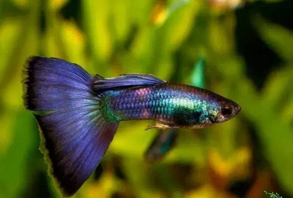 ماهی گوپی|ماهی|سردشت, |دیوار