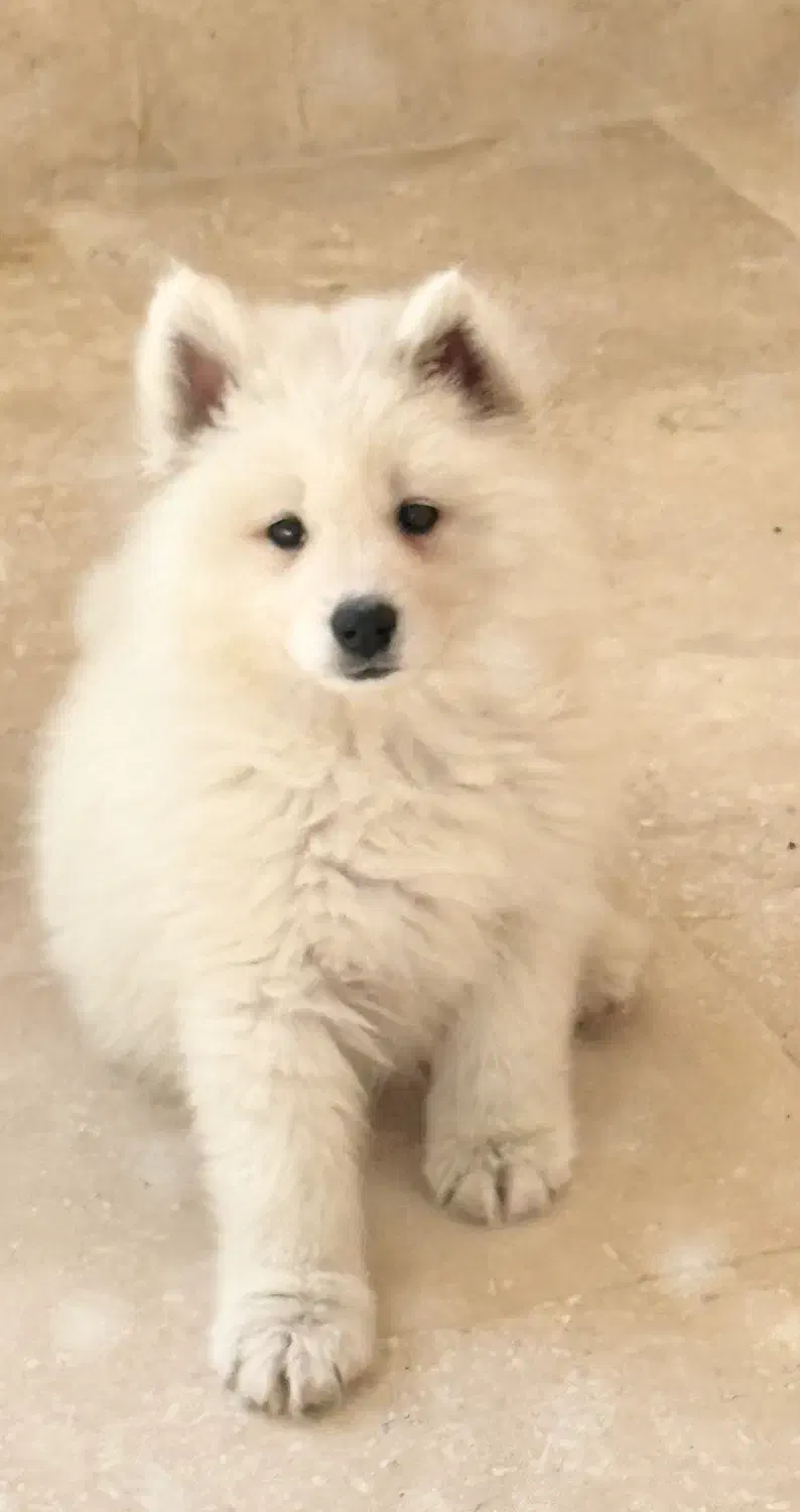 سامویید ۲ماهه|سگ|قم, بکایی|دیوار