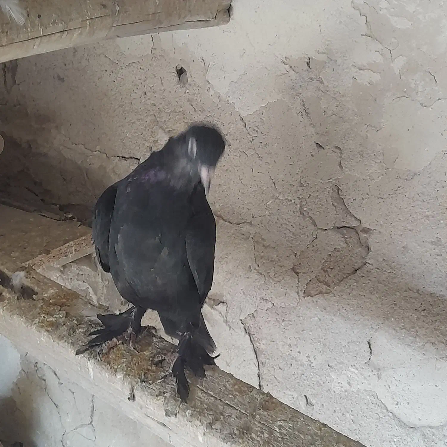 کفتر|پرنده|تبریز, |دیوار