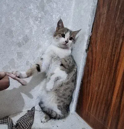 عروسک|گربه|زنجان, |دیوار