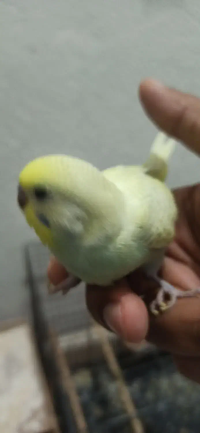 جوجه مرغ عشق زیبا|پرنده|انبارآلوم, |دیوار