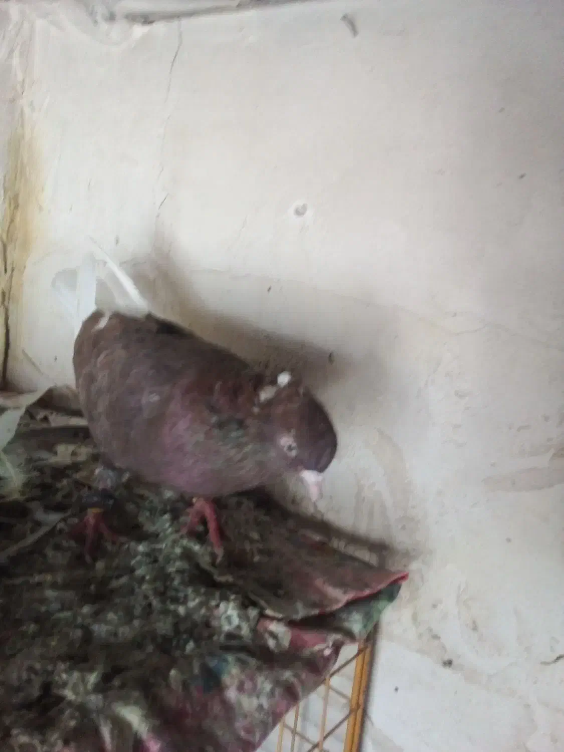 سوسنی چشم نوک|پرنده|مسجد سلیمان, |دیوار