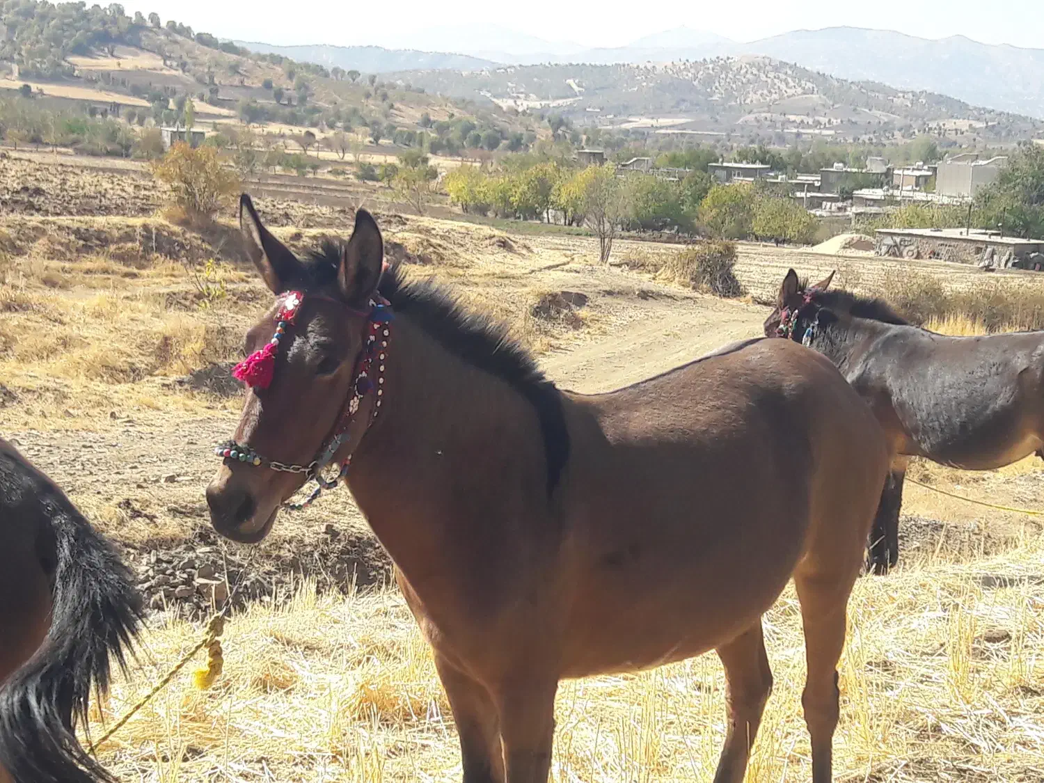 قاطر فروشی|حیوانات مزرعه|نمشیر, |دیوار