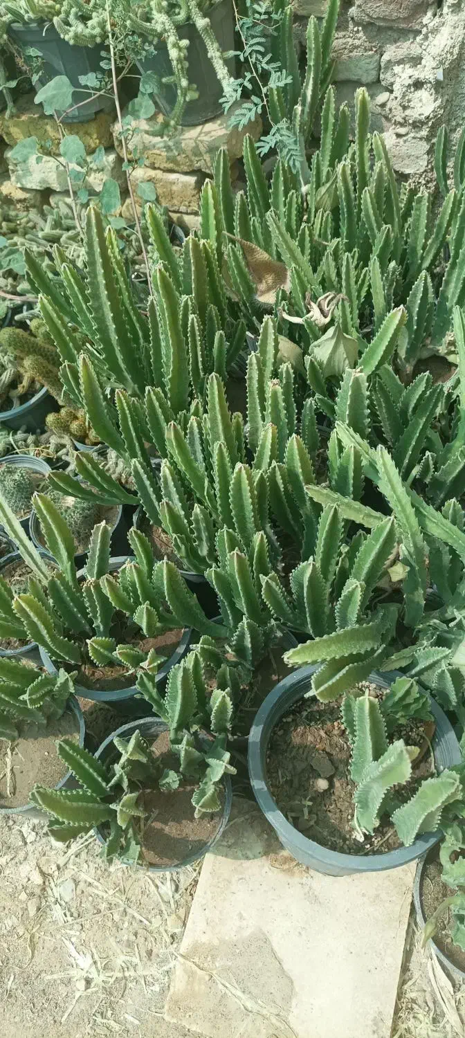 فروش انواع گل و کاکتوس و آپارتمانی و طبیعی|گل و گیاه طبیعی|فسا, |دیوار