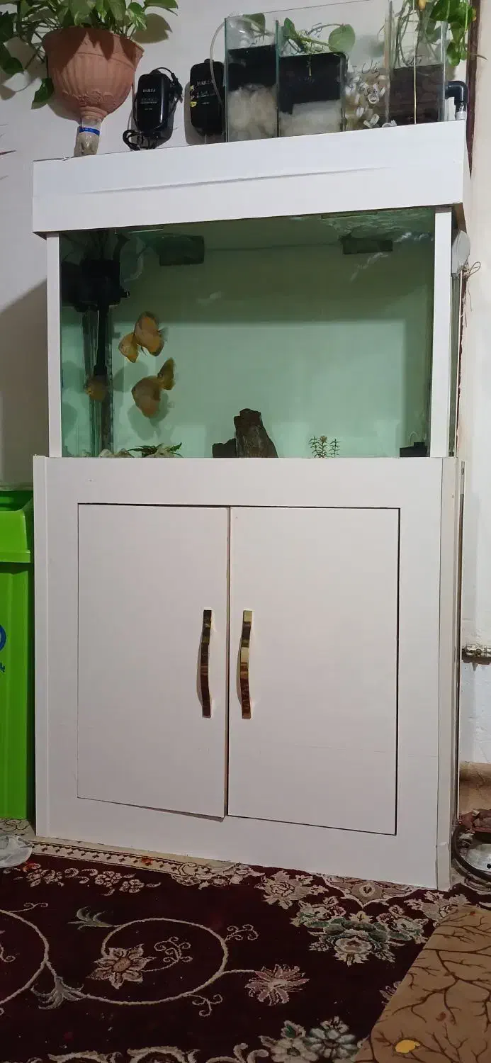 دیسکس|ماهی|مشهد, تبادکان|دیوار