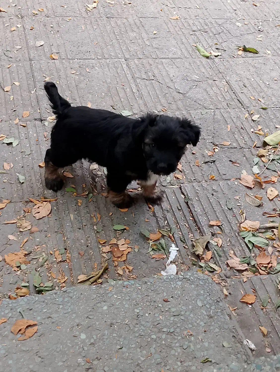 سگ پاکوتاه دوماهه نر|سگ|گرگان, |دیوار