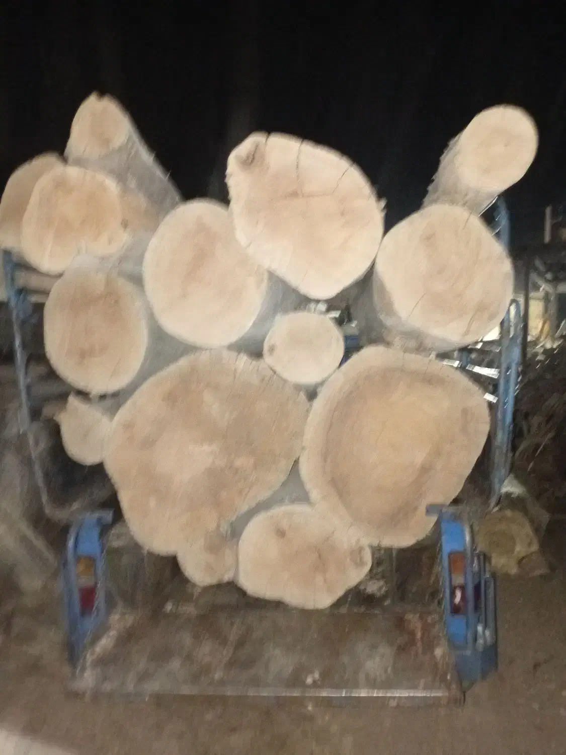 خریدار چوب انواع درختان باغی با بالاترین قیمت|خدمات باغبانی و درختکاری|محمدشهر, سیدآباد|دیوار