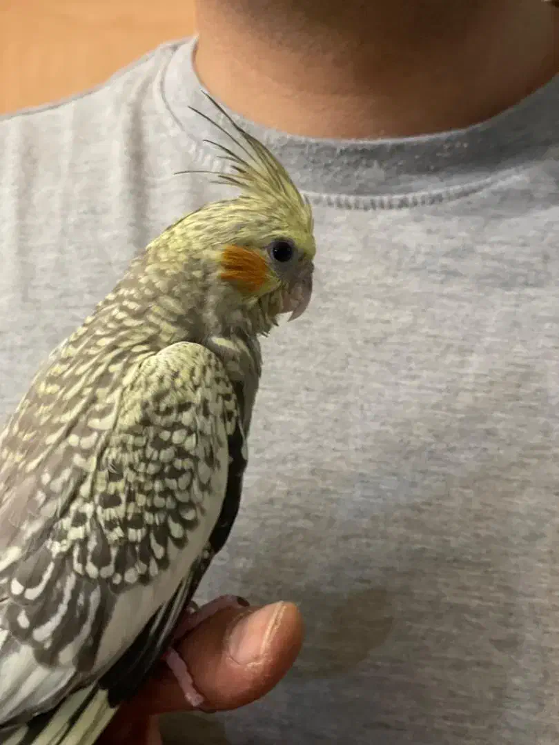 عردس هلندی گم شده|حیوانات|اصفهان, حسین‌آباد|دیوار