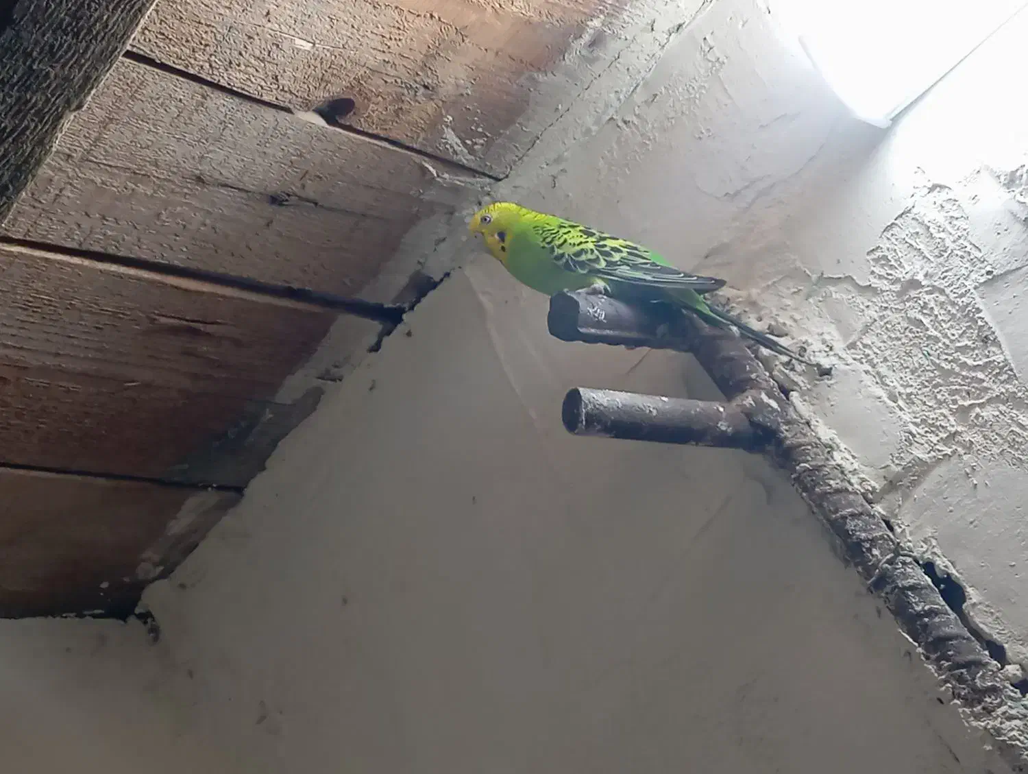 مرغ عشق معاوضه...|پرنده|قشم, |دیوار