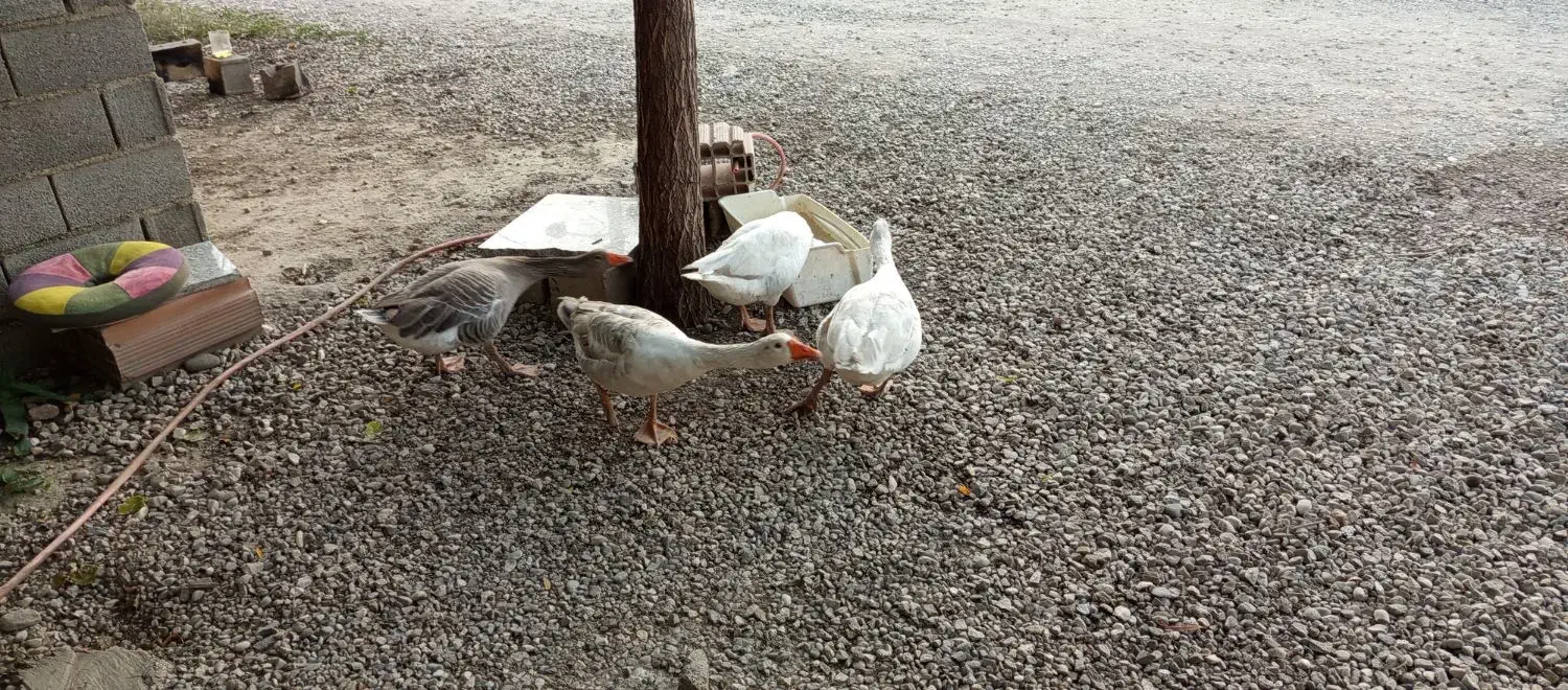 غاز|حیوانات مزرعه|گنبد کاووس, |دیوار