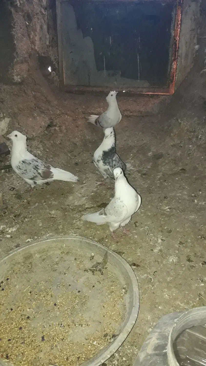 کبوتر نازار|پرنده|الشتر, |دیوار