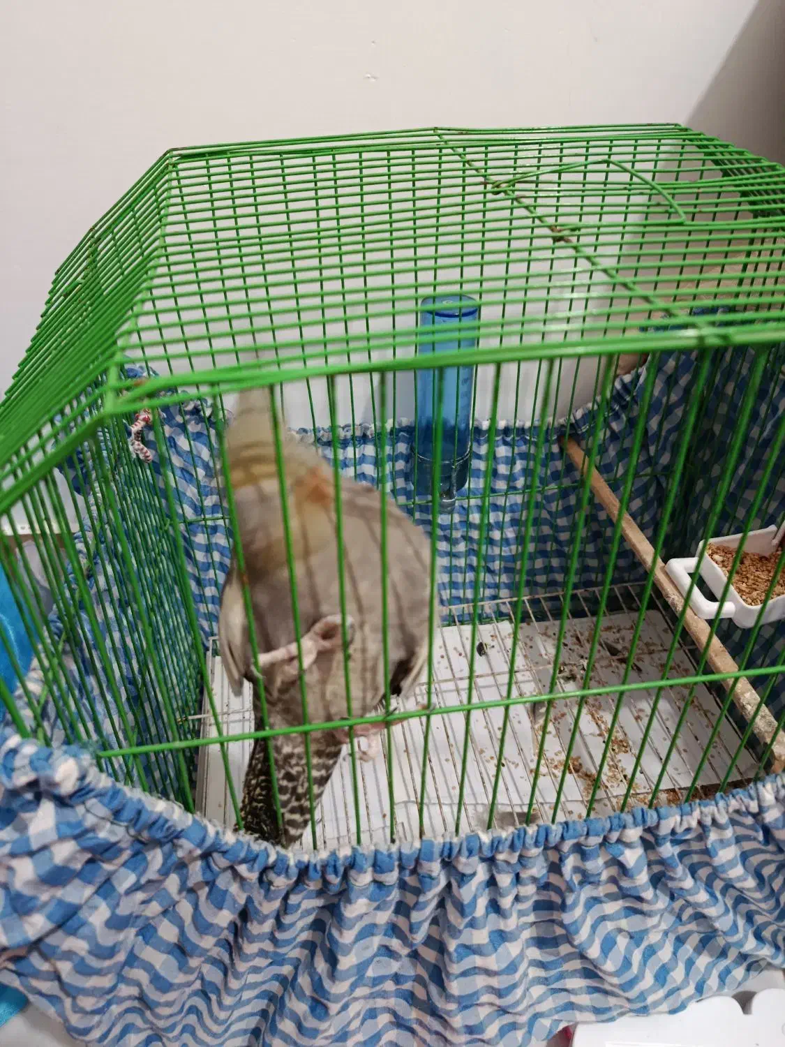 عروس ماده|پرنده|رشت, نخودچر|دیوار