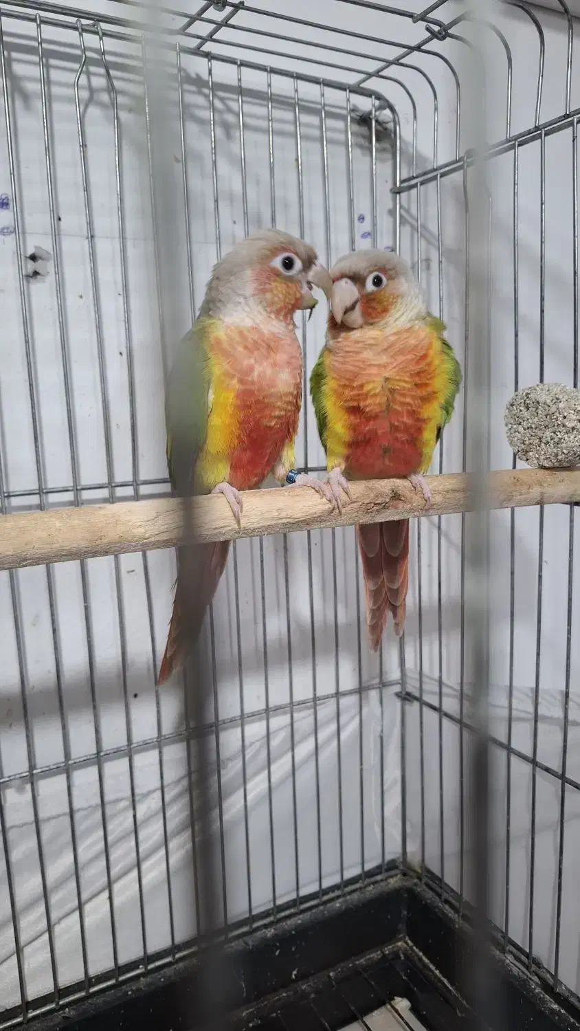 فروش گرینچیک دبل رد|پرنده|نور, |دیوار