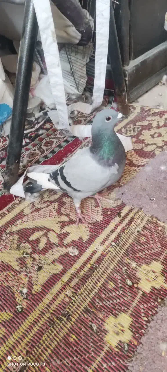 کفتر|پرنده|قم, یزدانشهر|دیوار