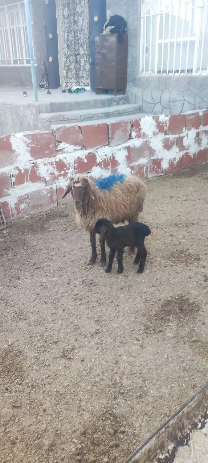 2عدد میش جوون|حیوانات مزرعه|چناران, |دیوار