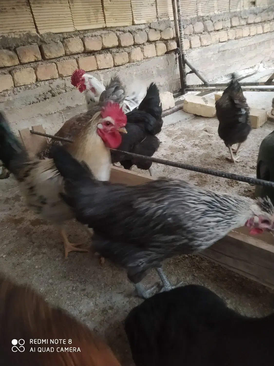 دوتک|حیوانات مزرعه|خمینیشهر, |دیوار