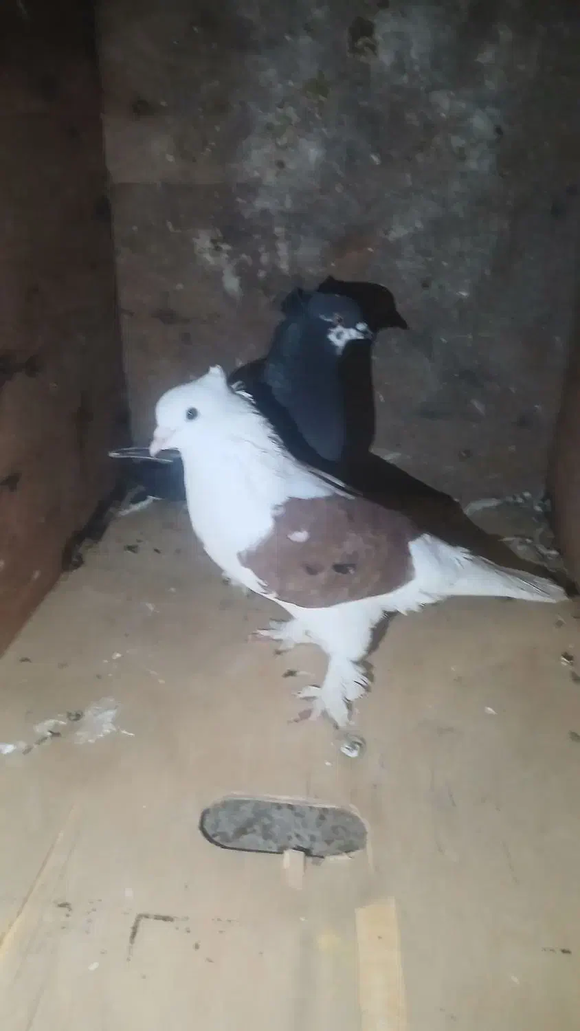 کبوتر رنگی پا پر|حیوانات مزرعه|تاتار علیا, |دیوار