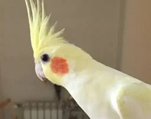 عروس هلندی|پرنده|زنجان, |دیوار