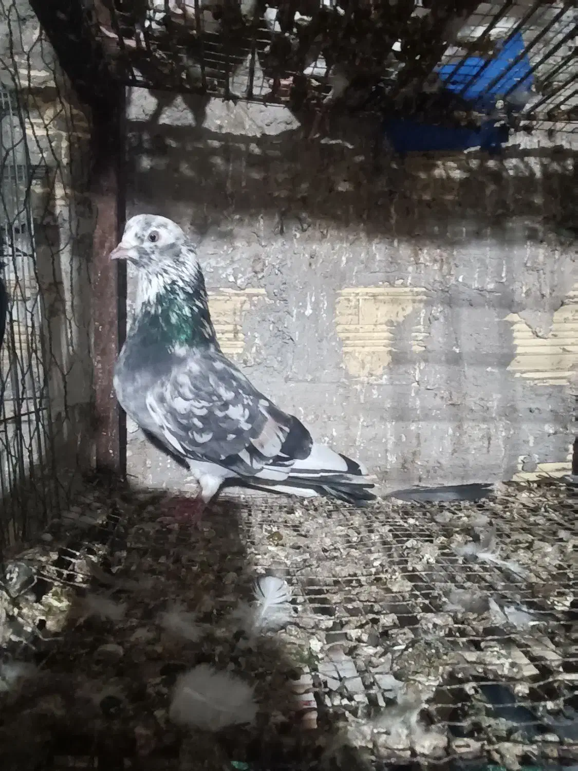 کبوتر نر|پرنده|بندرعباس, |دیوار