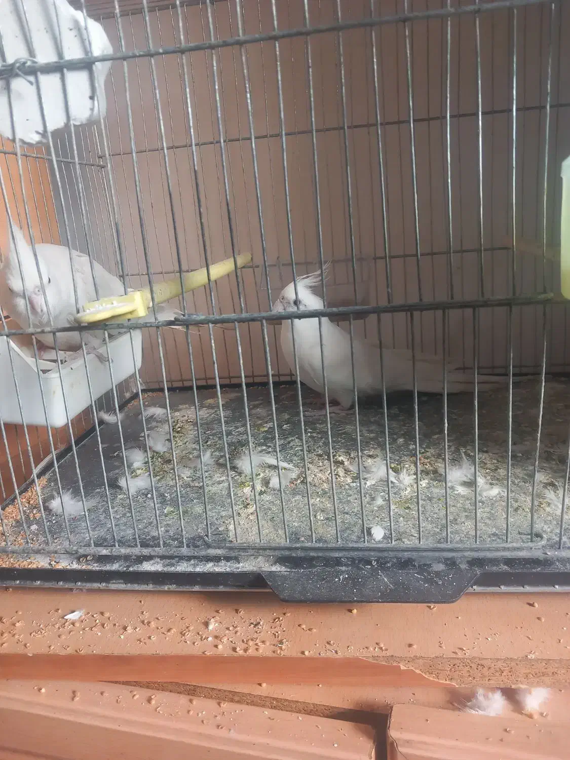 عروس هلندی|پرنده|سراب, |دیوار