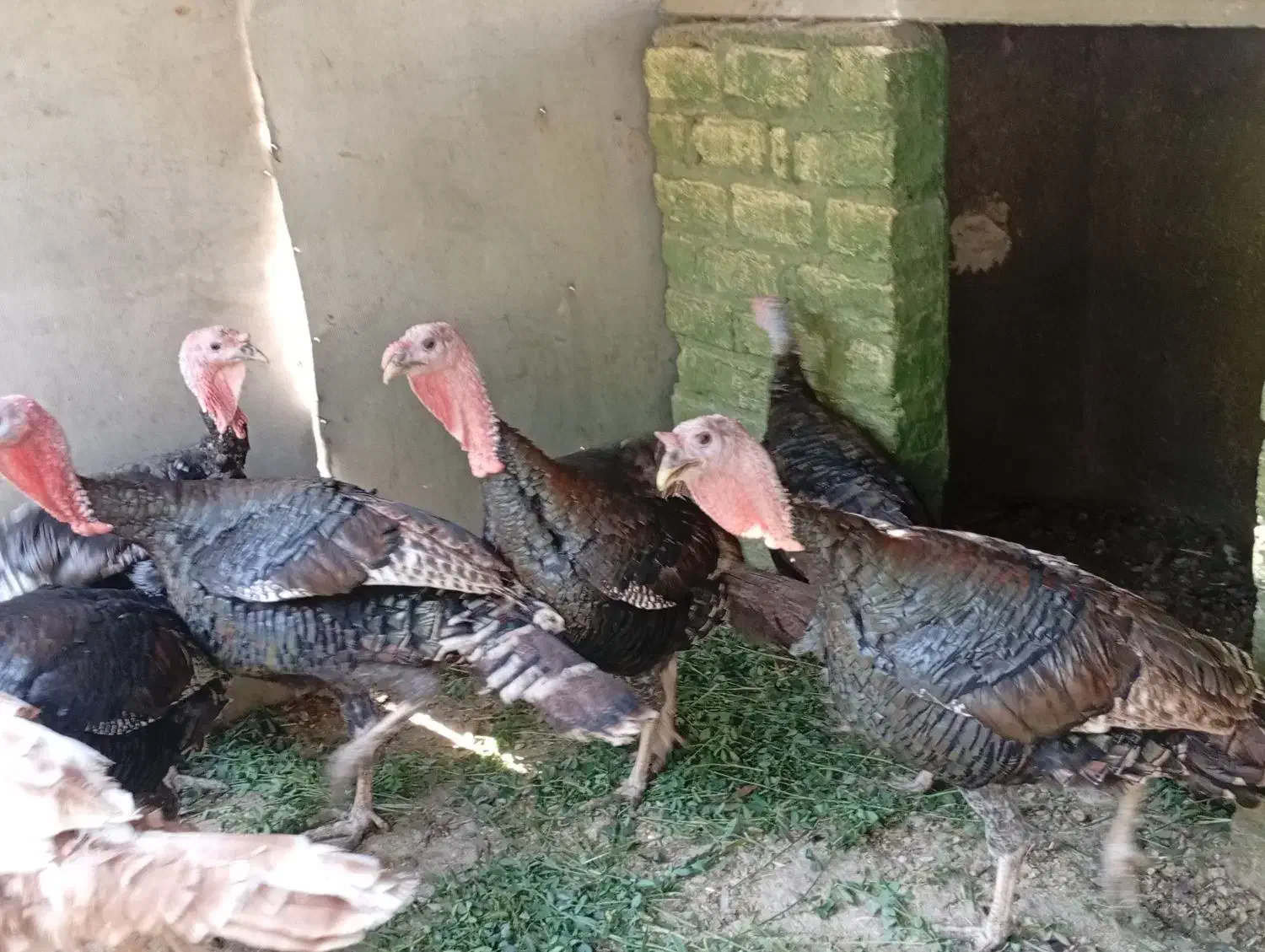 فروش بوقلمون نیمه چاق|حیوانات مزرعه|ساوه, |دیوار