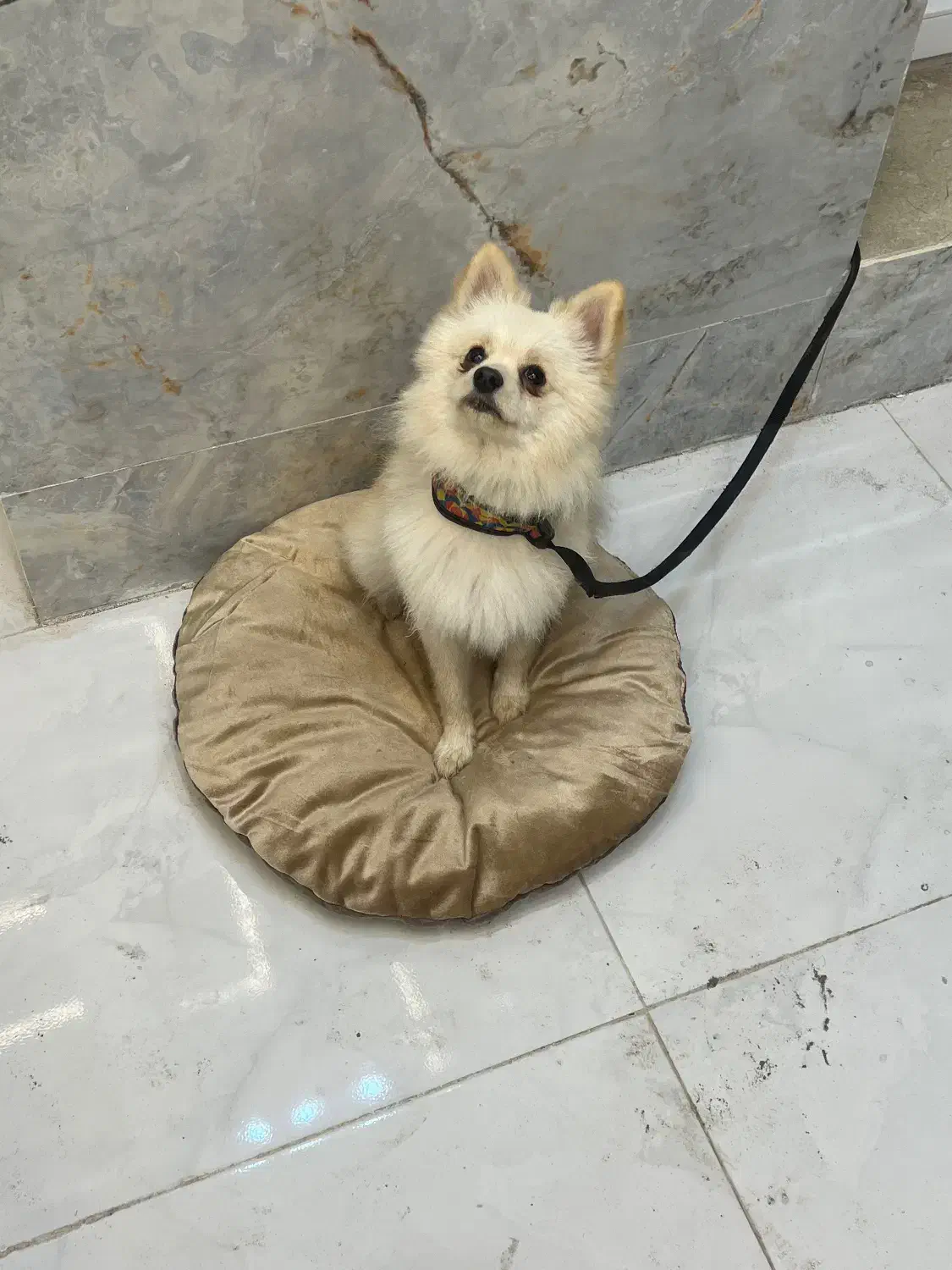 سگ پامر نر|سگ|آستانه اشرفیه, |دیوار