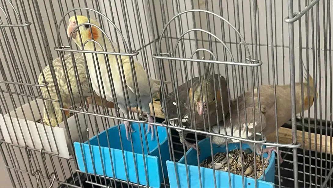 فروش عروس هلندی|پرنده|مهدی شهر, |دیوار