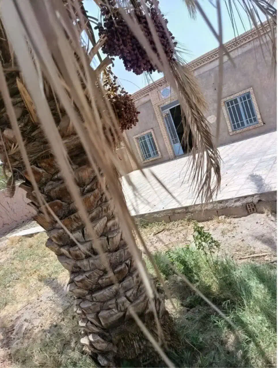 زمین فروشی با درختان مضافتی و یک خانه ۶۵ متری|فروش دفتر صنعتی، کشاورزی، تجاری|ریگان, |دیوار