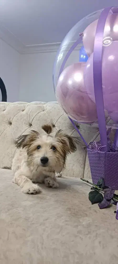 سگ شیتزو ۶ ماهه|سگ|شیراز, شهرک رضوان|دیوار