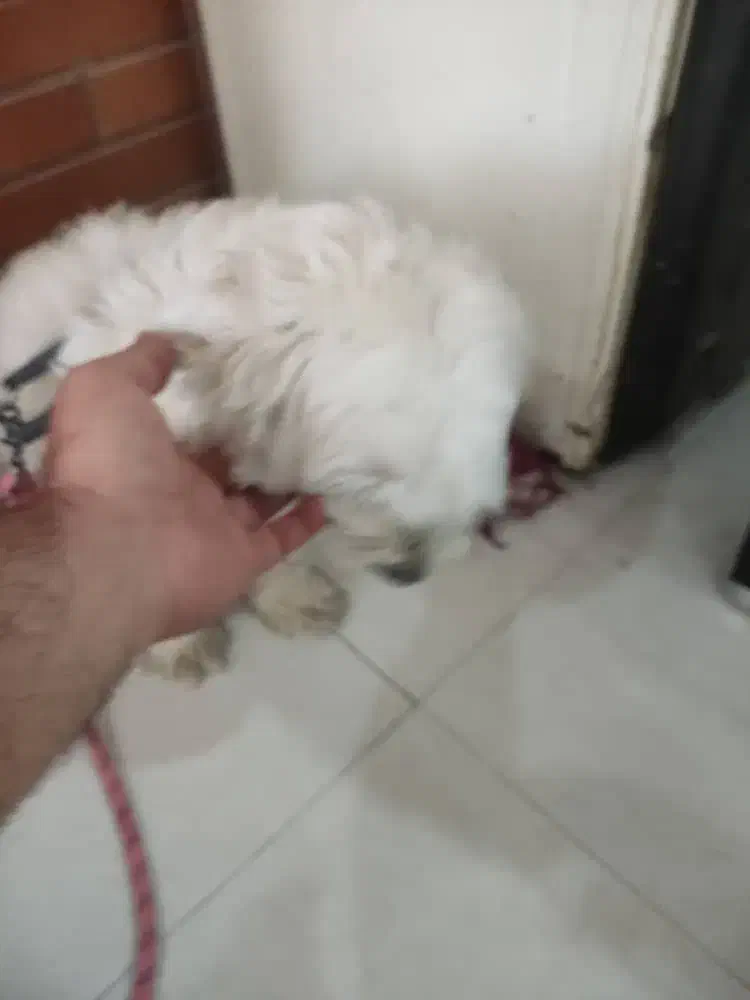 سگ گمشده|حیوانات|اهواز, کوروش|دیوار