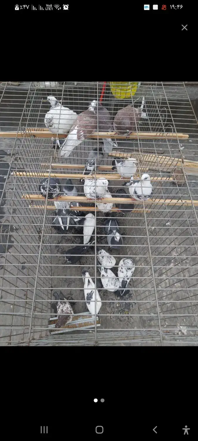 کبوتر هر عدد ۲۰۰|پرنده|تهران, سهروردی|دیوار