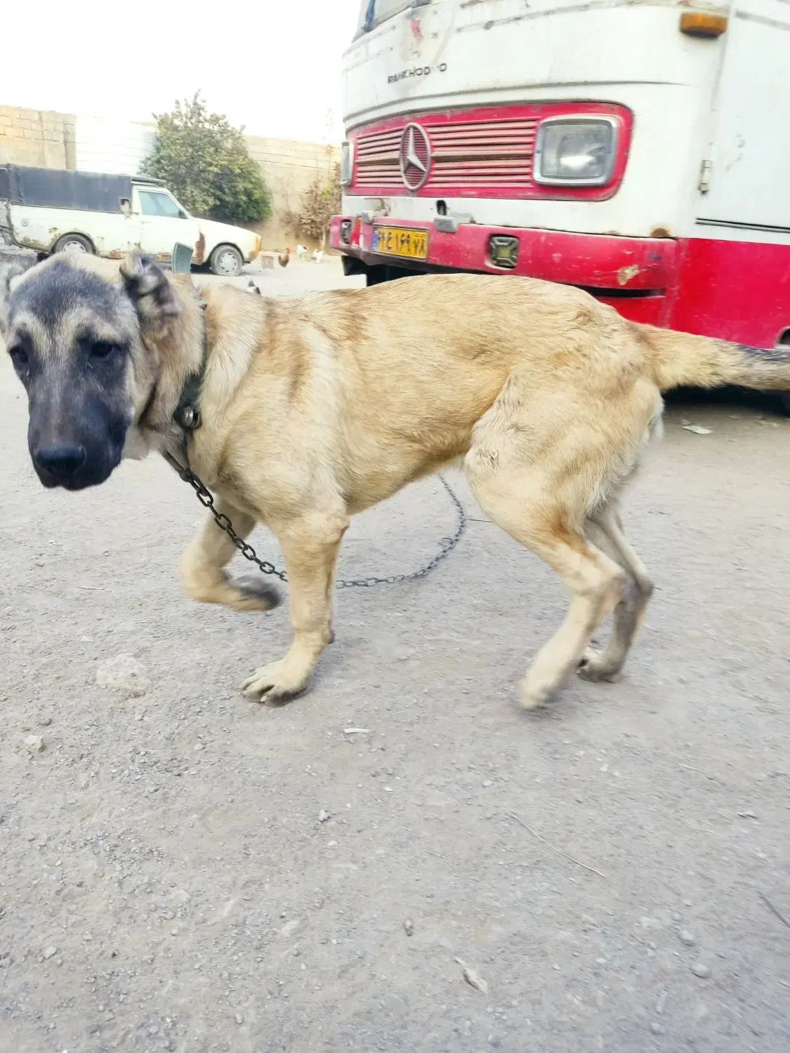 توله سرابی ۵ماه نر|سگ|چهارباغ, |دیوار