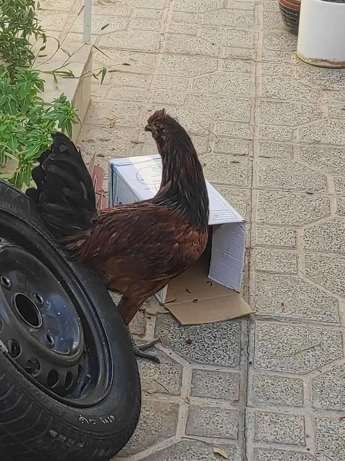 خروس متن حتما بخون|حیوانات مزرعه|بیرجند, |دیوار