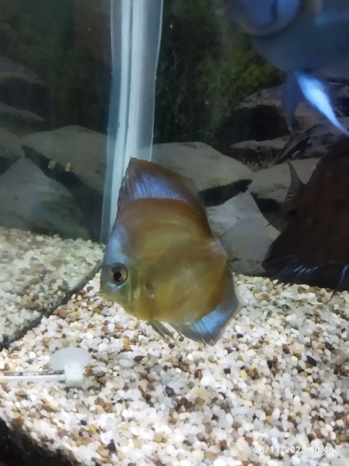 دیسکس ردکاور های بادی|ماهی|قم, در بهشت|دیوار