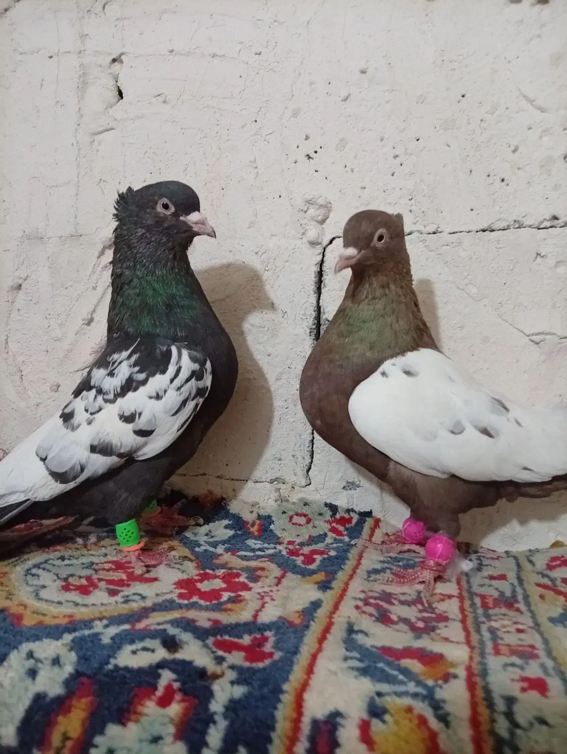 کبوتر|پرنده|مرودشت, فاز اول شهرک فرهنگیان|دیوار