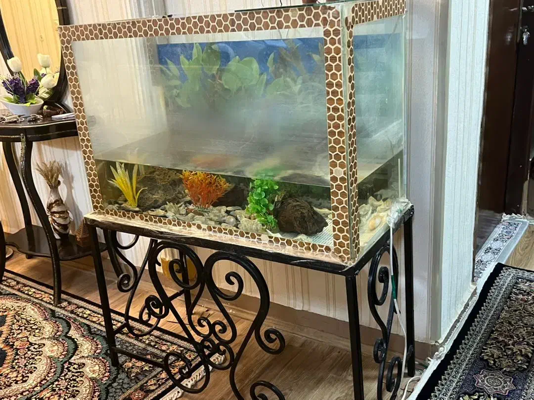 فروش اکواریم|ماهی|بندرعباس, |دیوار