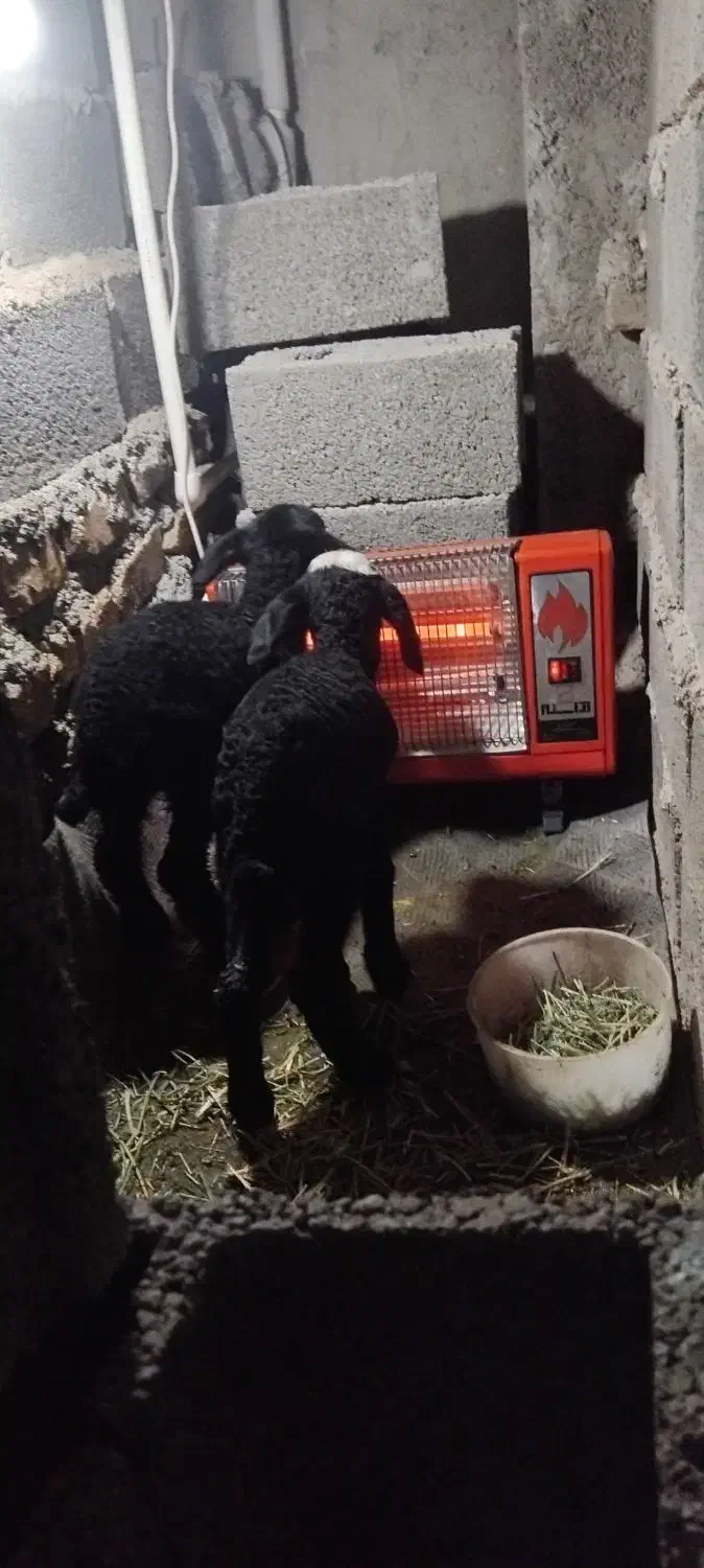 بره شیری|حیوانات مزرعه|ماهدشت, |دیوار