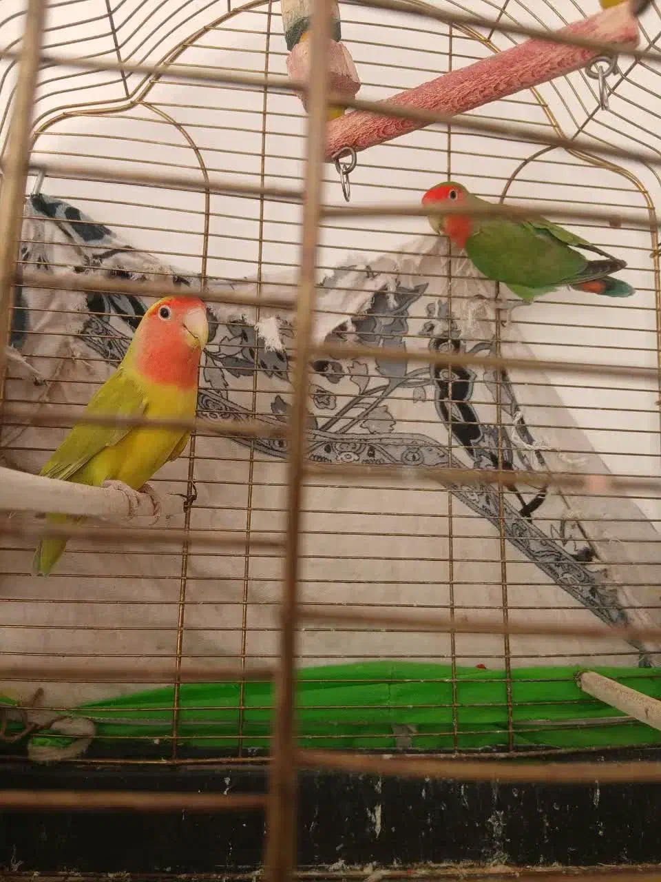 یک جفت طوطی برزیلی مولد  به همراه قفس وسایرلوازم|پرنده|قم, شهرک قدس|دیوار