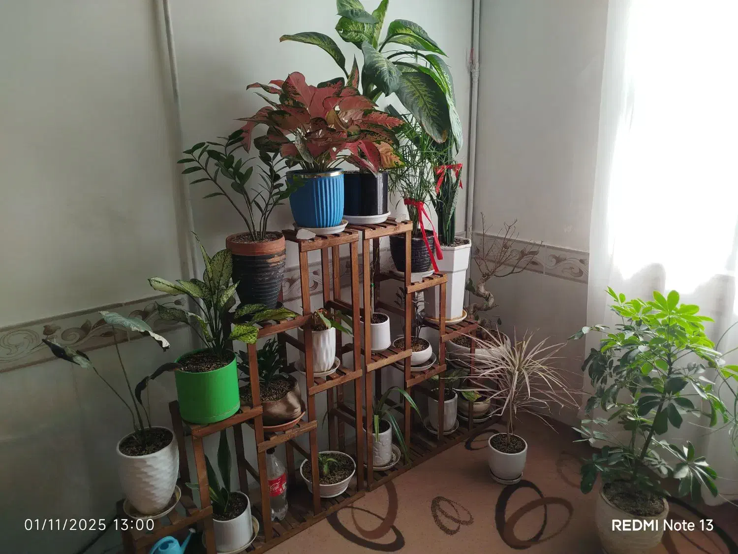 انواع گل|گل و گیاه طبیعی|مشهد, موعود|دیوار