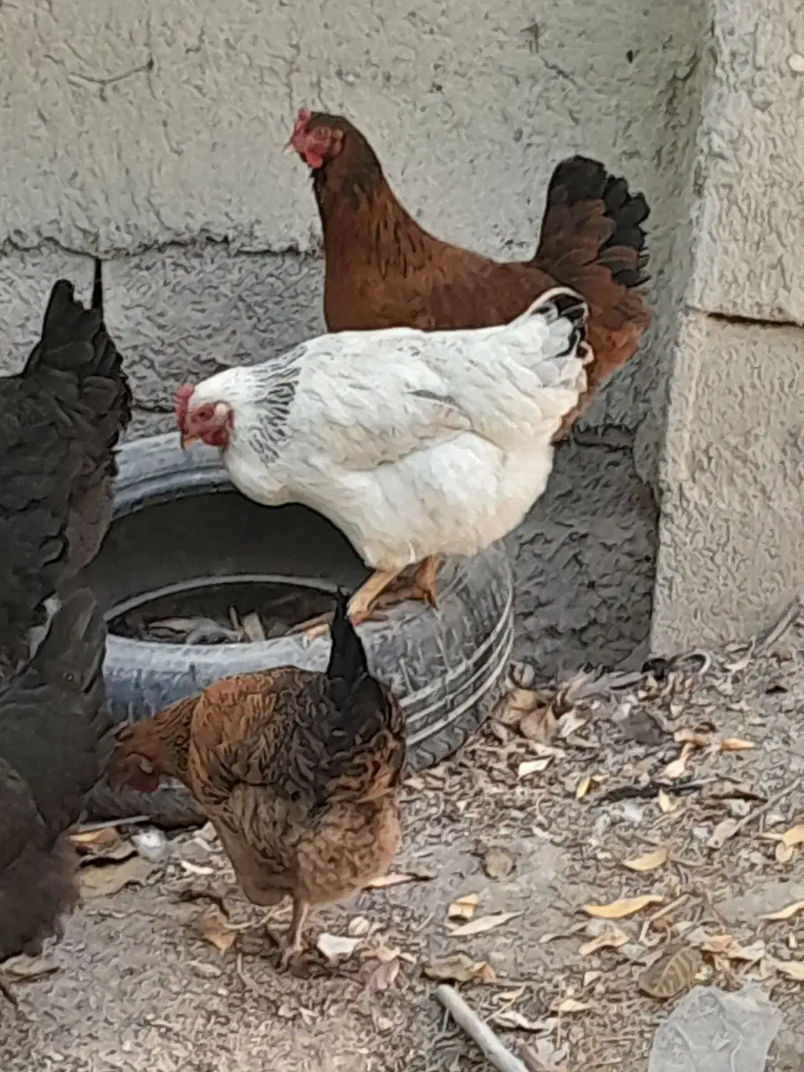 ۸عدد مرغ تخم گذار|حیوانات مزرعه|بستان آباد, |دیوار