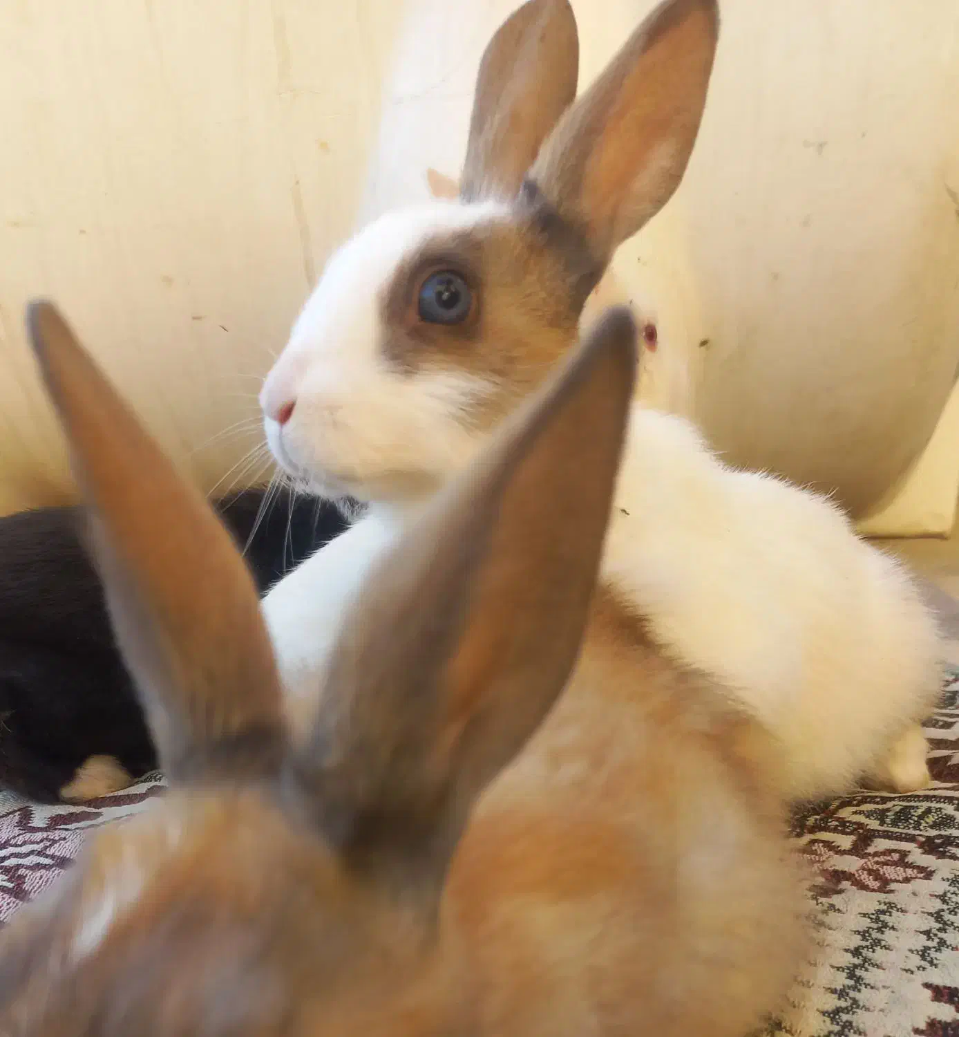 خ ر گو ش|موش و خرگوش|فیروزآباد (فارس), |دیوار