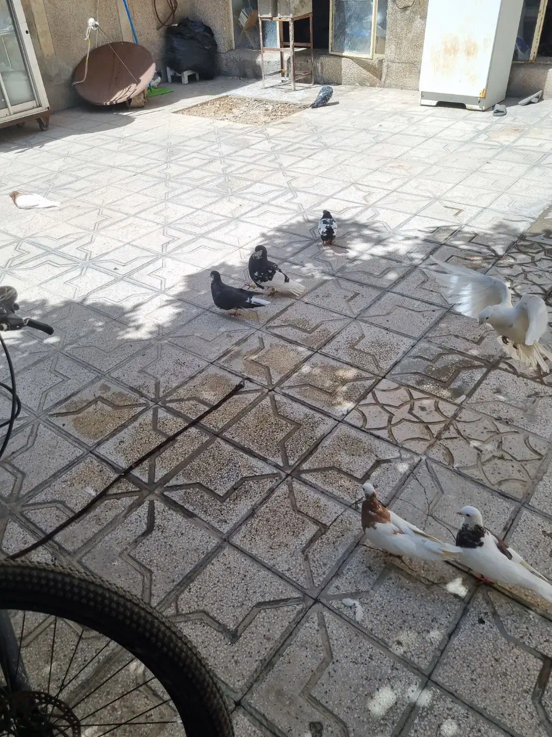 کفتر|پرنده|شیراز, گلکوب|دیوار