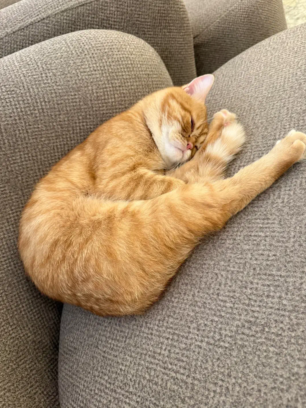 گربه بیریتیش نارنجی باهوش و بازی گوش|گربه|محمدشهر, همایون ویلا|دیوار