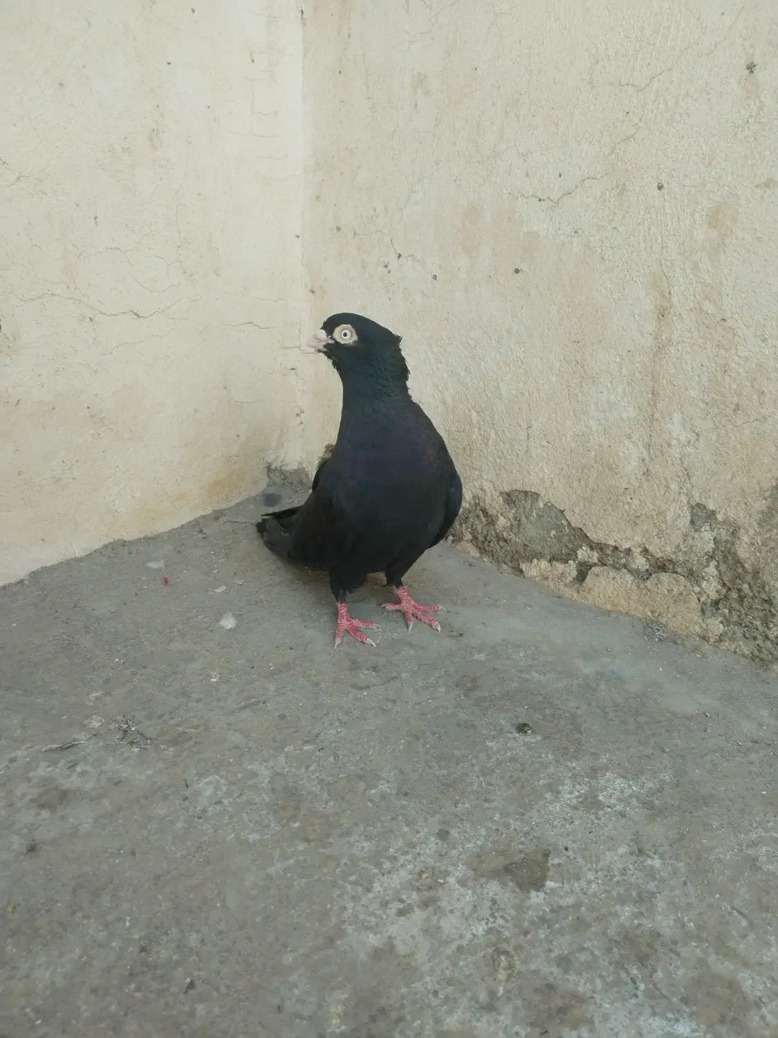 کبوتر شهرضا|پرنده|شهرضا, |دیوار