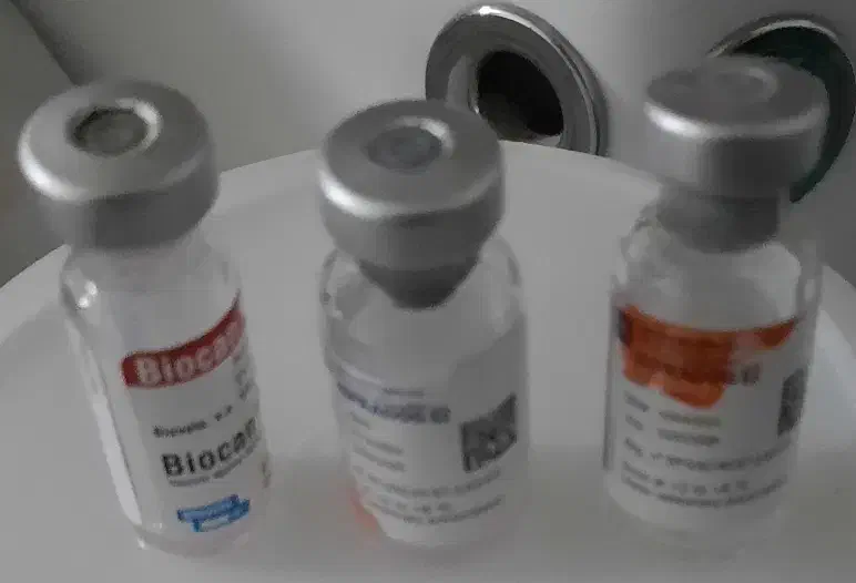 سگ پاکوتاه فیندو نر ۵ ماهه ۱.۴۵۰|سگ|اردبیل, |دیوار