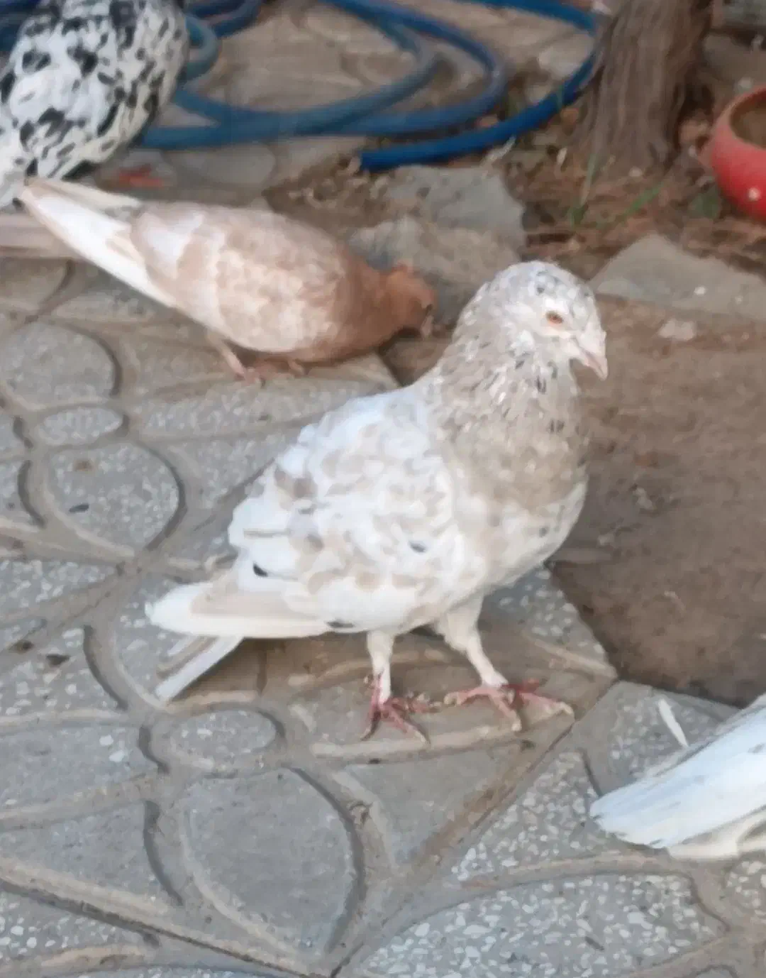 هفرنگ کرم نر عطیقه فقط به خاطر اینکه پول لازمم|پرنده|جوین, |دیوار