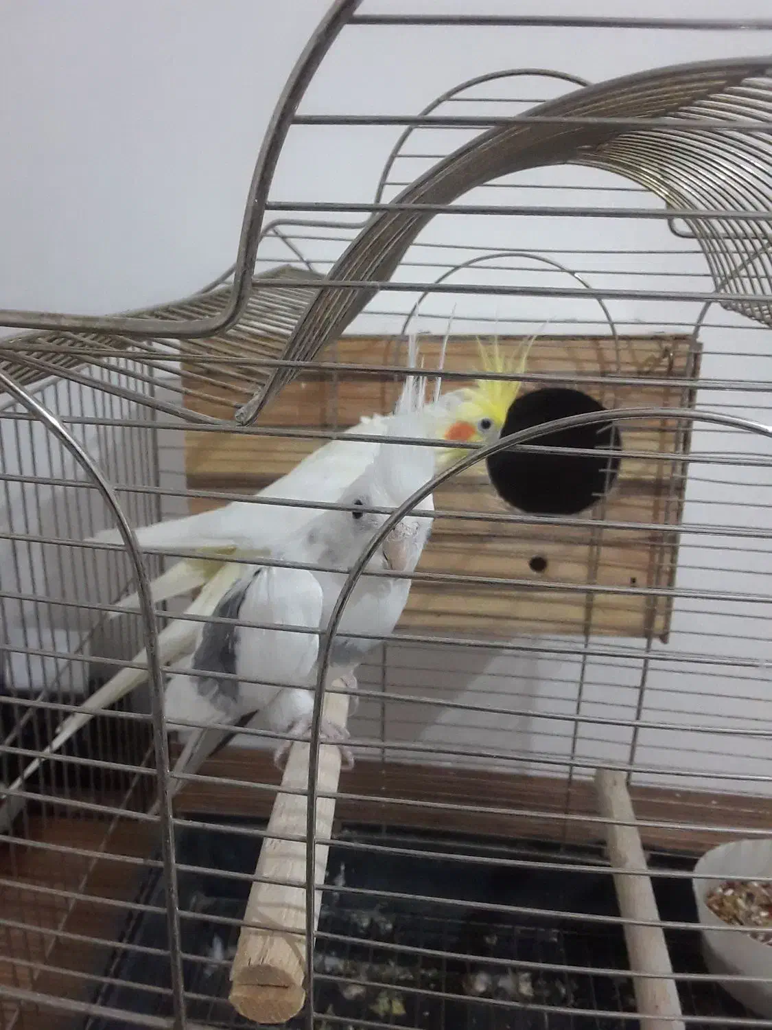 عروس هلندی|پرنده|اسلام‌شهر, مظفریه|دیوار