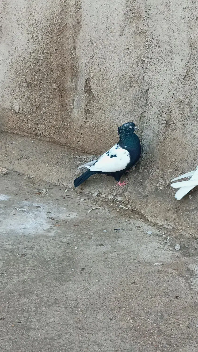 سینه ای سیاه ماده درشت|پرنده|شوشتر, |دیوار